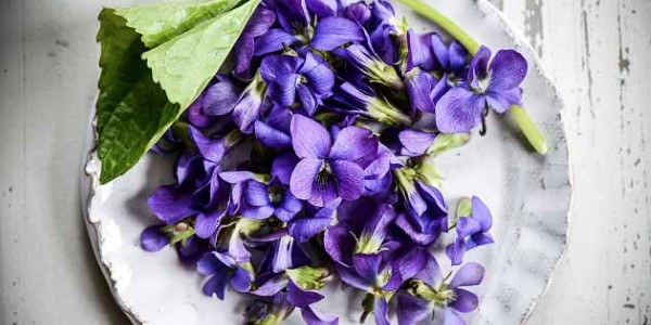 تصویر 4 از خرید و قیمت دارو گیاهی بنفشه + فروش صادراتی